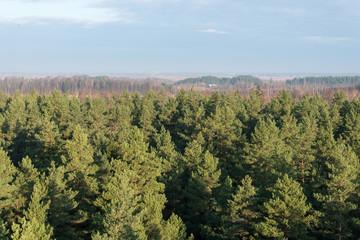 panoramic view of misty forest