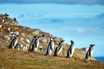 Wall murals Penguin Magellanic penguins in natural environment