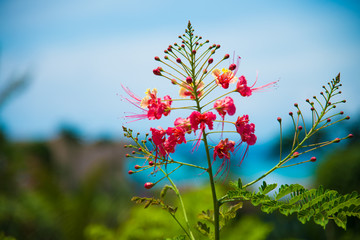 caesalpinia