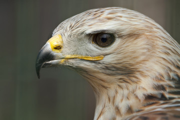 Portret van een arendbuizerd