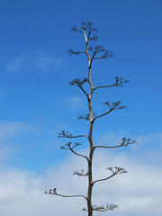 Solitary Tree