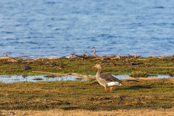 Obraz na płótnie Canvas Greylag Goose at water edge