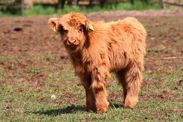 cute little calf © Rikke