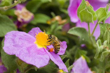 Bee collecting pollen from a rock rose