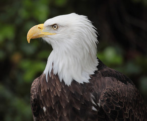 bald eagle
