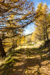 Sentiero di montagna in autunno tra gli alberi
