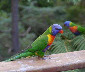 Rainbow lorikeet in a garden in Sydney in Australian