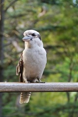 An Australian Laughing Kookaburra or Dacelo novaeguineae