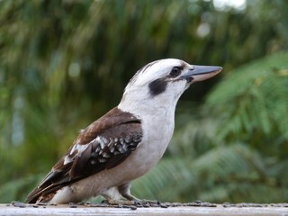 The Laughing Kookaburra in a garden in Sydney