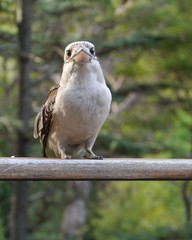 The Laughing Kookaburra  is a carnivorous bird in Australia