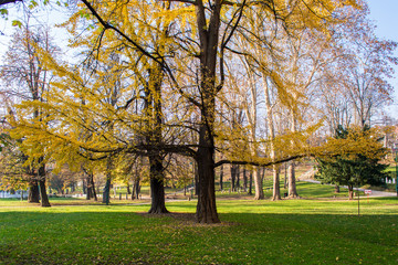 Trees in park