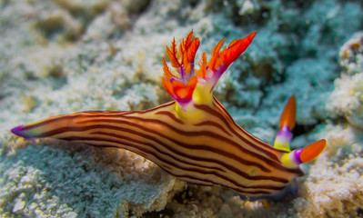 nudibranch