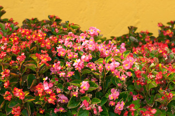 Begonia flower orange background