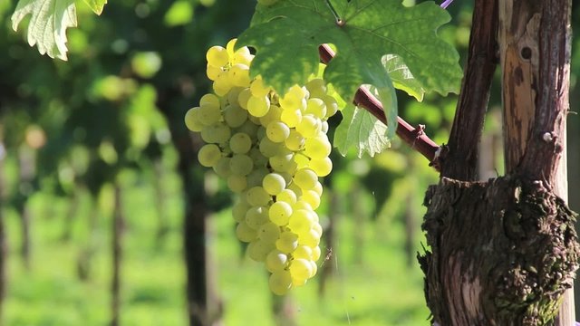 Wein - 010 - Traube - weiss