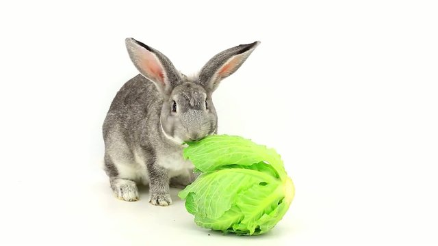 rabbit eats cabbage
