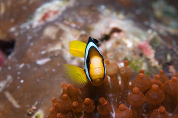 Plakat anemone fish