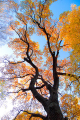 Fototapeta na wymiar Autumn Park Fall Landscape