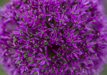 Purple Onion Flower - Macro Photography