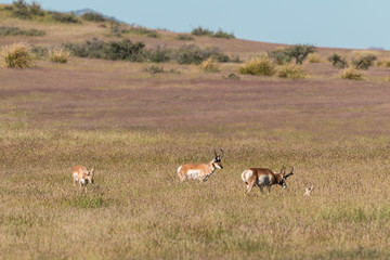 Pronghorn Antelope in Rut