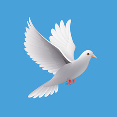 Flying dove isolated on blue vector
