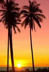 Fototapeta na wymiar Night is Coming Palm Paradise