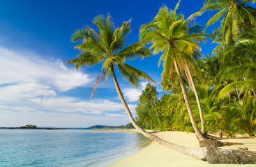 Fototapeta na wymiar Serenity Shore Palm Panorama
