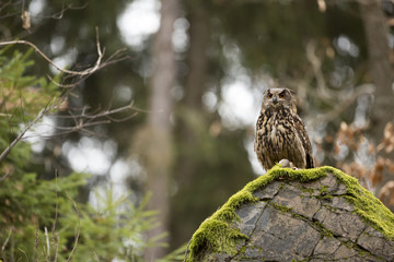 Eurasian Eagle Owl with prey
