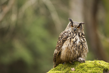 Eurasian Eagle Owl with prey