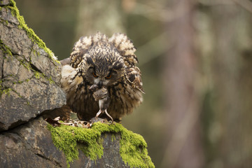 Eurasian Eagle Owl with prey