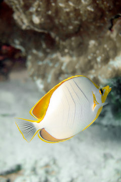 yellowhead butterflyfish