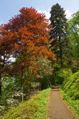 Fototapeta na wymiar Colourful trees in the forest
