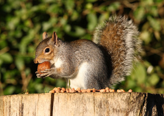 Close up of a Grey Squirrel eating a large chestnut