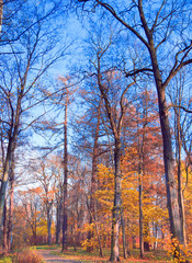 Obraz premium Fall Wallpaper Autumn Leaves