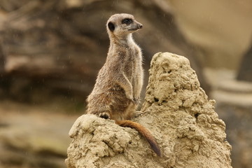 Close up of a Meerkat on guard