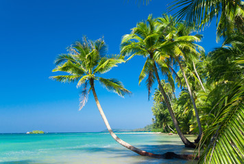 Coconut Coast Idyllic Island
