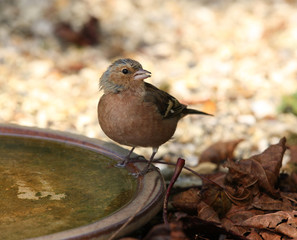 Chaffinch Drinking from a water bowl