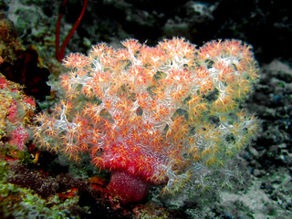 Naklejka na ściany i meble soft corals