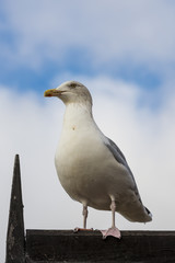 Seagull standing on a roof