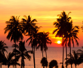 Obraz premium Sunset Divine Palm Paradise