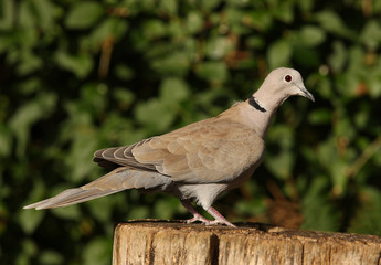 Obraz premium Portrait of a Collared Dove