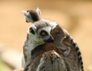 Naklejka na ściany i meble A mother Ring Tailed Lemur carrying her baby