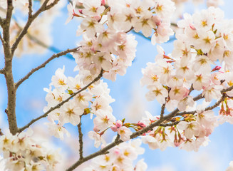 Yoshino cherry blossom in full bloom