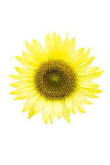 “Pot Lemon”, Sunflower in Summer