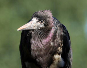 Portrait of an Abdim's Stork