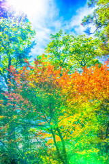 Trees were autumn leaves in Japan