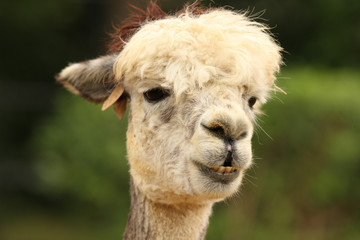 Fototapeta premium Portrait of an Alpaca