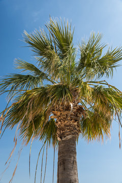 Cyprus - California fan palm, Washington Filifera