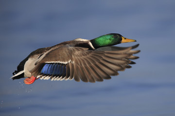 Mallard duck in flight