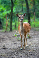 Spotted deer
