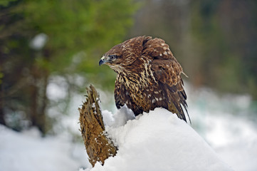 Buzzard